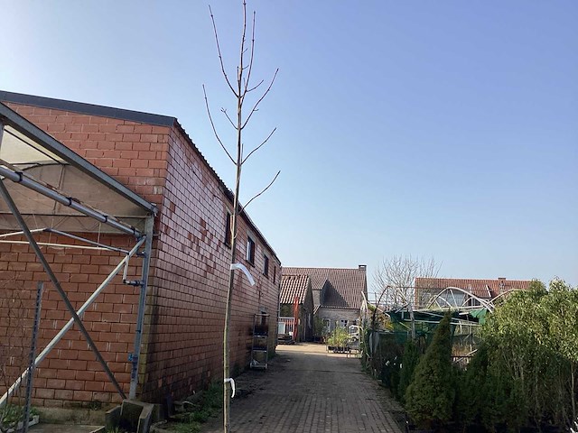 Acer pseudoplatanus (1) - afbeelding 1 van  2