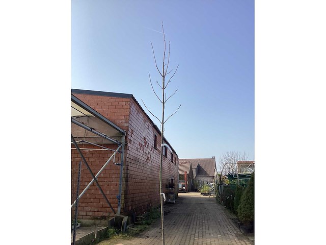 Acer pseudoplatanus (1) - afbeelding 2 van  2
