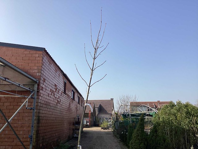 Acer pseudoplatanus (5) - afbeelding 1 van  2