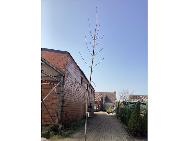 Acer pseudoplatanus (5) - afbeelding 2 van  2