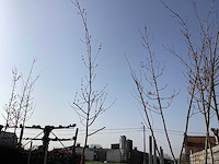 Acer rubrum (10x) - afbeelding 1 van  2