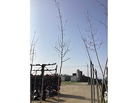 Acer rubrum (10x) - afbeelding 2 van  2