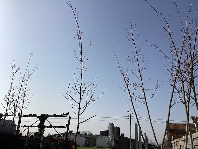 Acer rubrum (10x) - afbeelding 1 van  2