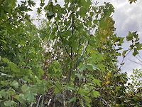 Acer rubrum (1) - afbeelding 2 van  2