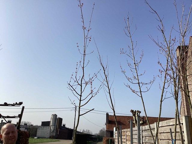 Acer rubrum (1) - afbeelding 4 van  4