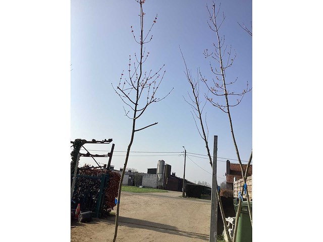 Acer rubrum (1) - afbeelding 1 van  4
