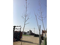 Acer rubrum (1) - afbeelding 1 van  4
