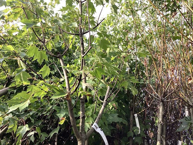 Acer rubrum (1) - afbeelding 2 van  4