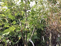 Acer rubrum (1) - afbeelding 2 van  4