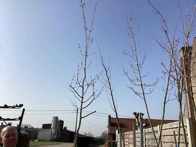 Acer rubrum (1) - afbeelding 1 van  4