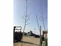 Acer rubrum (1) - afbeelding 2 van  4