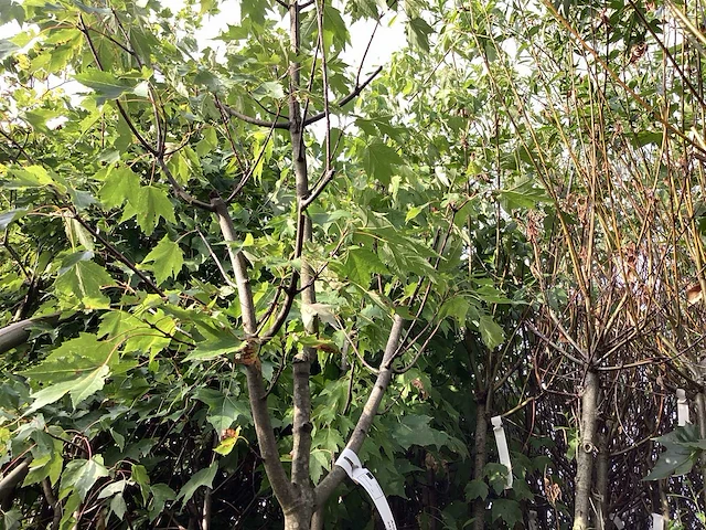 Acer rubrum (1) - afbeelding 3 van  4