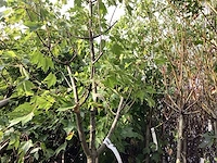 Acer rubrum (1) - afbeelding 3 van  4