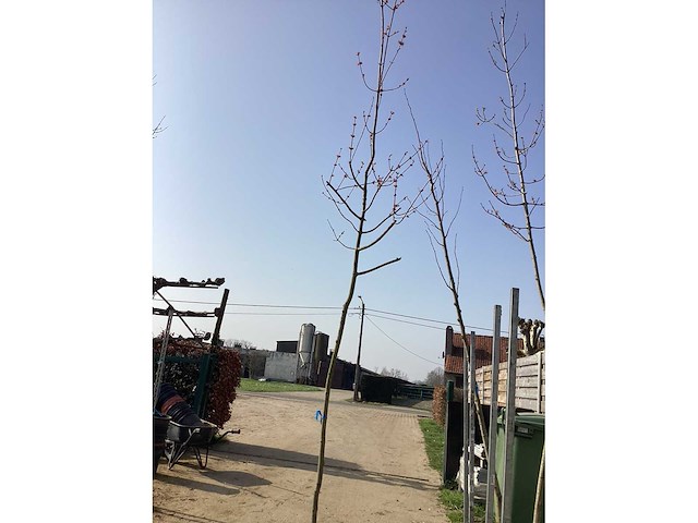 Acer rubrum (5x) - afbeelding 1 van  1