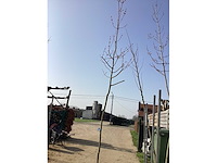 Acer rubrum (5x) - afbeelding 1 van  1