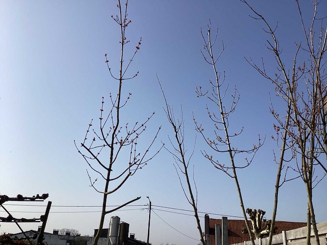 Acer rubrum (5x) - afbeelding 1 van  3