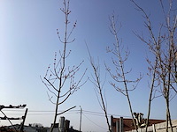 Acer rubrum (5x) - afbeelding 1 van  3