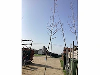 Acer rubrum (5x) - afbeelding 2 van  4