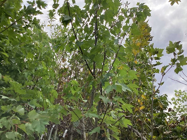 Acer rubrum (5x) - afbeelding 4 van  4