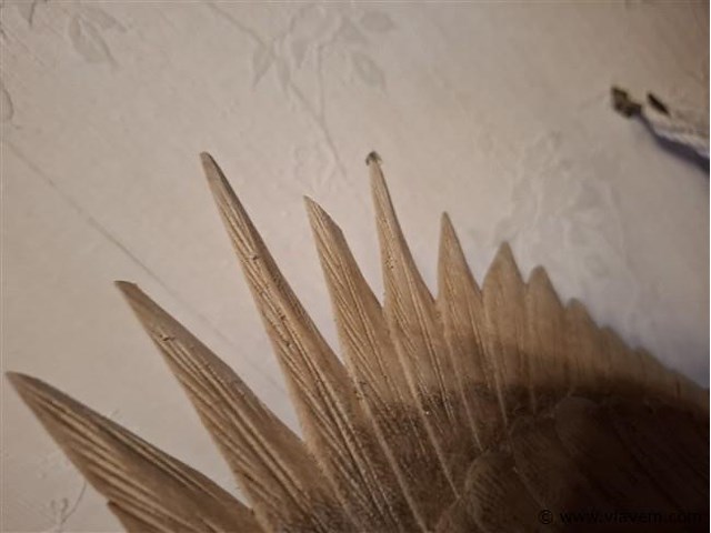 Adelaar - afbeelding 4 van  4