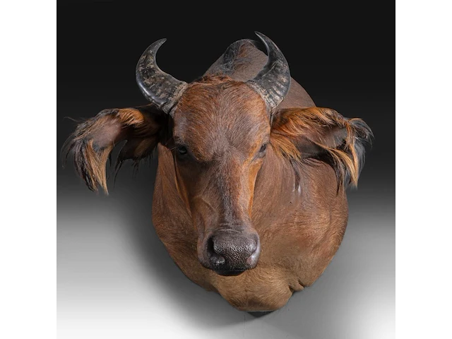 African forest buffalo (syncerus caffer nanus) shoulder mount, taxidermy trophy, h 70 cm - afbeelding 1 van  3