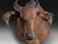 African forest buffalo (syncerus caffer nanus) shoulder mount, taxidermy trophy, h 70 cm
