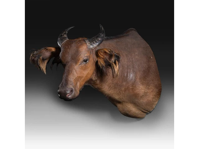 African forest buffalo (syncerus caffer nanus) shoulder mount, taxidermy trophy, h 70 cm - afbeelding 2 van  3