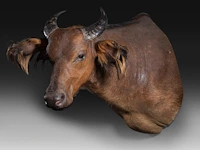 African forest buffalo (syncerus caffer nanus) shoulder mount, taxidermy trophy, h 70 cm - afbeelding 2 van  3