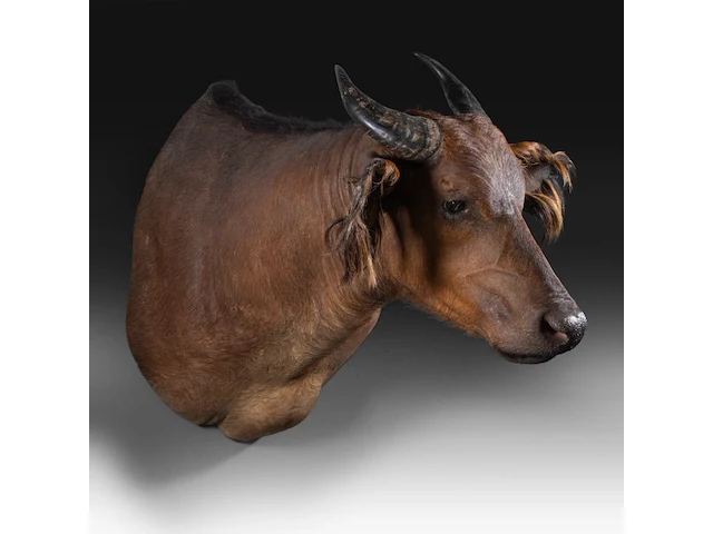 African forest buffalo (syncerus caffer nanus) shoulder mount, taxidermy trophy, h 70 cm - afbeelding 3 van  3