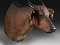 African forest buffalo (syncerus caffer nanus) shoulder mount, taxidermy trophy, h 70 cm - afbeelding 3 van  3