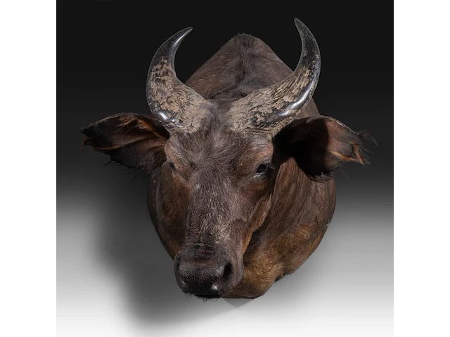 African forest buffalo (syncerus caffer nanus) shoulder mount, taxidermy trophy, h 70 cm - afbeelding 1 van  3