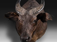 African forest buffalo (syncerus caffer nanus) shoulder mount, taxidermy trophy, h 70 cm