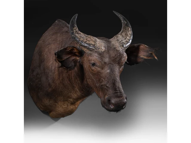 African forest buffalo (syncerus caffer nanus) shoulder mount, taxidermy trophy, h 70 cm - afbeelding 2 van  3