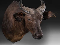 African forest buffalo (syncerus caffer nanus) shoulder mount, taxidermy trophy, h 70 cm - afbeelding 2 van  3
