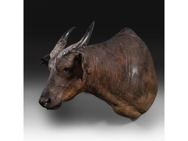 African forest buffalo (syncerus caffer nanus) shoulder mount, taxidermy trophy, h 70 cm - afbeelding 3 van  3
