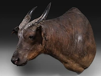 African forest buffalo (syncerus caffer nanus) shoulder mount, taxidermy trophy, h 70 cm - afbeelding 3 van  3