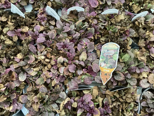 Ajuga (100x) - afbeelding 2 van  3