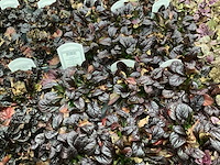 Ajuga (100x) - afbeelding 3 van  3