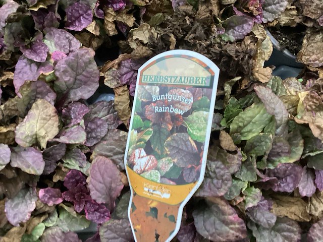 Ajuga (60x) - afbeelding 1 van  3