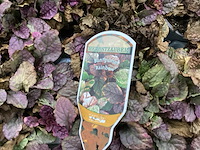 Ajuga (60x) - afbeelding 1 van  3