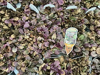 Ajuga (60x) - afbeelding 2 van  3