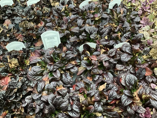 Ajuga (60x) - afbeelding 3 van  3