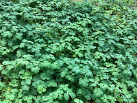Akelei(60) - afbeelding 2 van  2