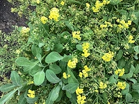 Allyssum (40) , cuphea (60)