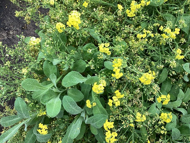 Allyssum (80) - afbeelding 1 van  1