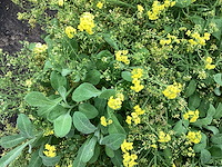 Allyssum (80) - afbeelding 1 van  1