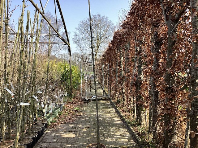 Amelanchier lamarckii (4) - afbeelding 1 van  2