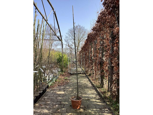 Amelanchier lamarckii (4) - afbeelding 2 van  2