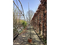 Amelanchier lamarckii (4) - afbeelding 2 van  2