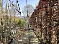 Amelanchier lamarckii (4) - afbeelding 1 van  4